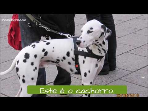 Animals in Portuguese Exercise