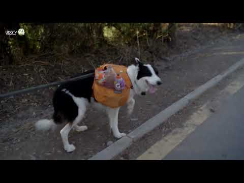 Un abogado y su perro impulsan el plogging a favor del reciclaje en Chile