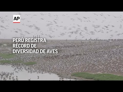 Perú reigstra récord de diversidad de aves