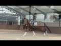 Dressage horse SOLD/VERKOCHT Opvallende 4 jarige  Desperado *nieuwe video