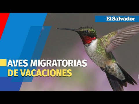 Aves migratorias de vacaciones en El Salvador