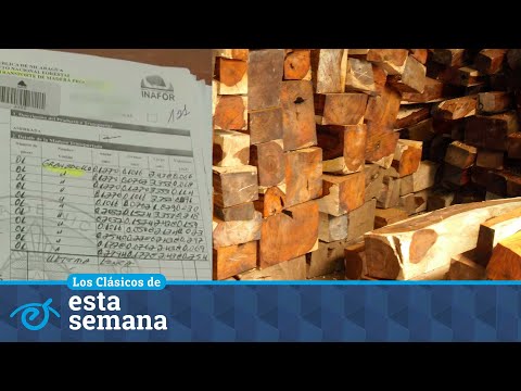 La mafia del Granadillo en Nicaragua, la madera preciosa cotizada por China y Taiwán