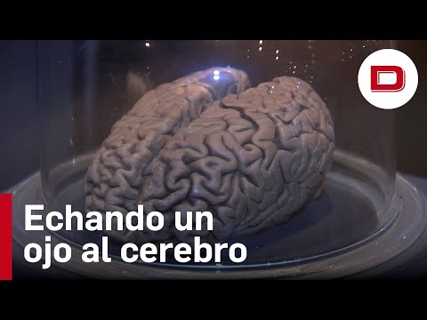 La exposición «Cerebro(s)» explora el interior del gran desconocido del cuerpo humano