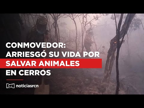 Conmovedor: este es el hombre que arriesgó su vida por salvar a perros refugiados en los cerros