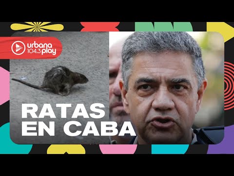Los roedores son un problema para Argentina: Una rata interrumpió a Jorge Macri #DeAcáEnMás