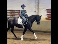Dressage horse Brave dressuurmerrie
