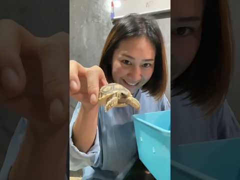 น้องเต่าซูคาต้าของมิ้นเองง🐢