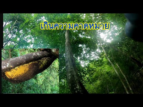 ตีผึ้งหลวง-ก้อนหัวน้ำใหญ่ๆ-รัง ตีผึ้งหลวง-ก้อนหัวน้ำใหญ่ๆ-รัง