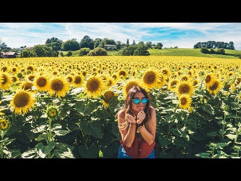 BEST SUNFLOWER field in SWITZERLAND! (Geneva)