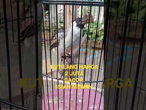 burung kutilang gacor harga 2 juta #shoot