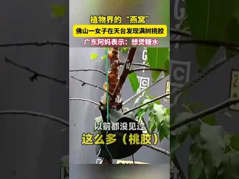 植物界的“燕窝”，你见过吗？shorts