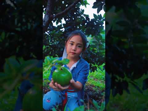 avocado-picking-cinematic-#sho avocado-picking-cinematic-#sho