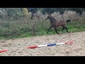 Cheval de dressage toekomst paard
