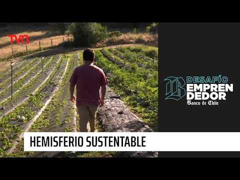 Hemisferio Sustentable - Una segunda oportunidad a las hortalizas de descarte | Desafío emprendedor