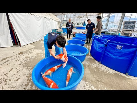 thai carp Sakaifishfarmวันแรกปี2024