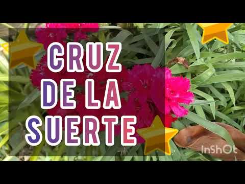 cruz de la suerte internacional - 23 de junio - numeros de la suerte