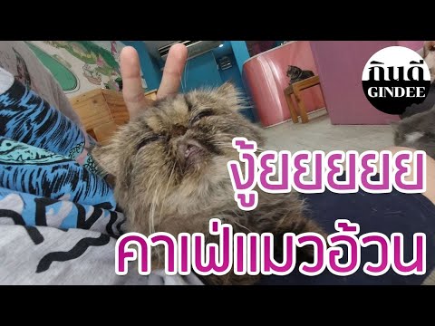 มุดเงินเดือน-:-มาคาเฟ่แมวอ้วนน มุดเงินเดือน-:-มาคาเฟ่แมวอ้วนน