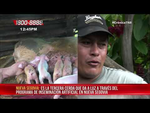 Nueva Segovia: Inseminación artificial en porcinos con excelentes resultados - Nicaragua