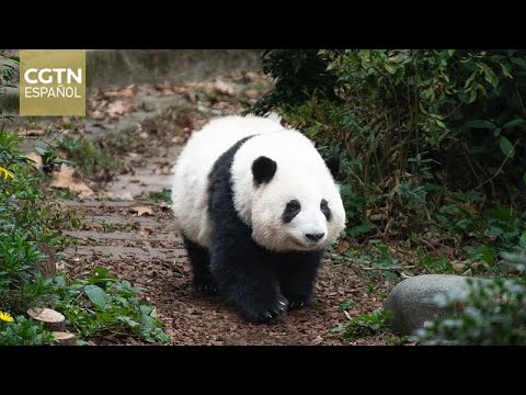 Esfuerzos de China por preservar a la especie del panda gigante, una historia de éxito