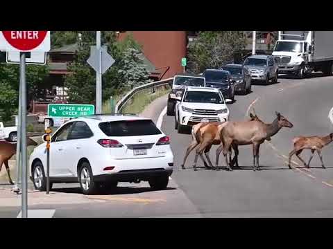 Alces interrumpen el tránsito en Colorado