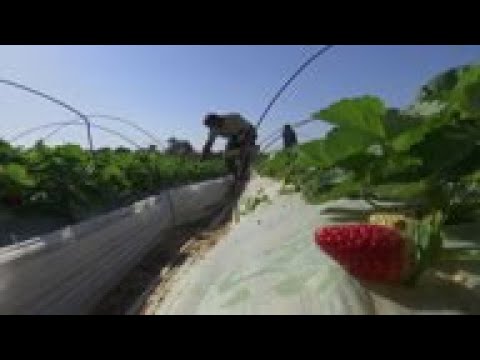 Farmers harvest strawberries in besieged territory