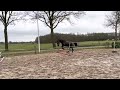 Springpferd 3-jarige zwarte merrie (Jim de la Vie x Arezzo)