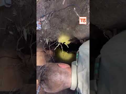 Carabineros rescatan a perrito atrapado en una madriguera de conejo en Nacimiento