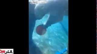 فيديو : دب قطبي .. يستعرض مهاراته في كرة السلة امام الجمهور