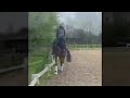 Dressage horse Z Dressuur ELITE merrie