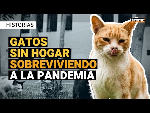 GATOS EN LIMA: La labor de voluntarios para PROTEGER animales en medio de la pandemia