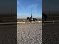 حصان الفروسية Bloed mooie SECRET merrie 4jr