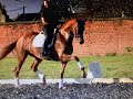 Dressage horse Beautiful St Georges merrie