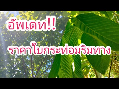 ราคาใบกระท่อมล่าสุด!!