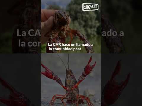 Alerta por consumo de cangrejo del río Bogotá; no es buen plato para Semana Santa