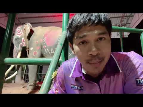 Elephant Thailand ⁉️เล่านาที...⁉️ได้ฝึกกันอีกแล้ว⁉️บัวบานครับ