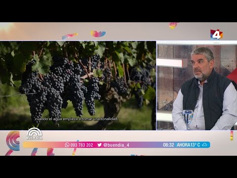 Buen Día - Consumo de vino en Uruguay
