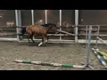 Show jumping horse Knap springpaard met veel potentie