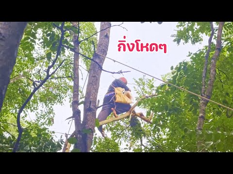 ตีผึ้งหลวง2รังในป่าใกล้มืดแ