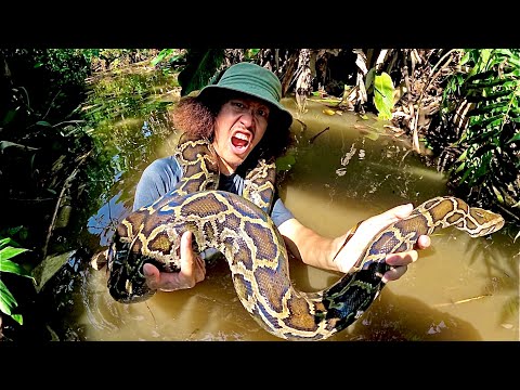 JoCho Sippawat งูยักษ์ดุๆในป่ามันสวยจริงๆ...!!โจโฉ