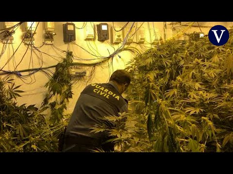 Descubren zulos en viviendas conectadas con túneles para cultivar marihuana en Málaga