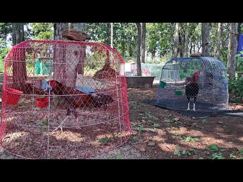 เสียงไก่ขันไก่ชนขันChickenS