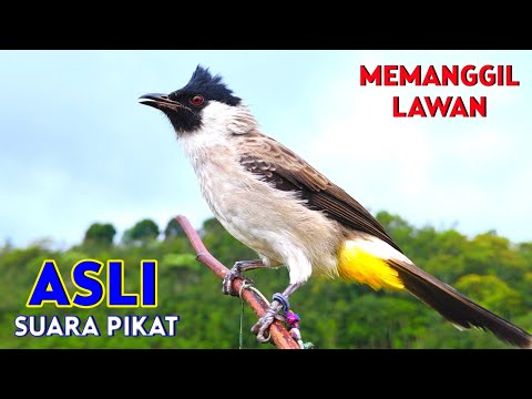 Suara Burung Kutilang Asli Pikat Juara Memanggil Lawan Agar Bunyi
