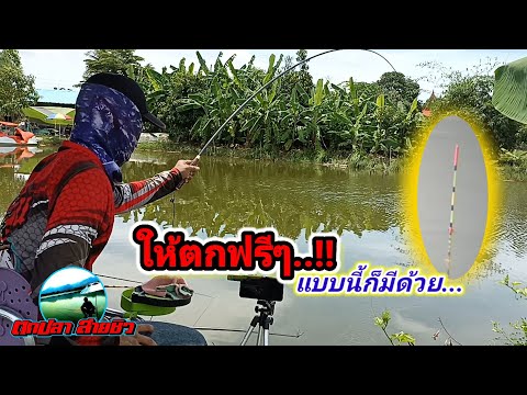 ตกปลาชิงหลิว-ตกฟรีรีวิวบ่อ-พร้ ตกปลาชิงหลิว-ตกฟรีรีวิวบ่อ-พร้