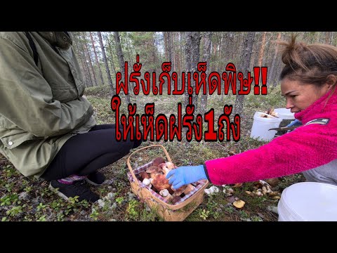 Ep.21-เก็บเห็ดผึ่งสวีเดนล่าสุด Ep.21-เก็บเห็ดผึ่งสวีเดนล่าสุด