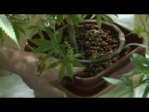 Califican de madrugonazo aprobación en 1er debate de proyecto sobre uso medicinal del cannabis