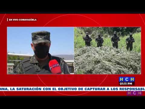 Fuerzas Armadas incineran plantas de marihuana en Tocoa