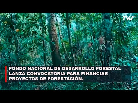 FONABOSQUE LANZA CONVOCATORIA PARA FINANCIAR PROYECTOS DE FORESTACIÓN