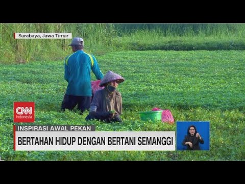 🔴Bertahan Hidup dengan Bertani Semanggi