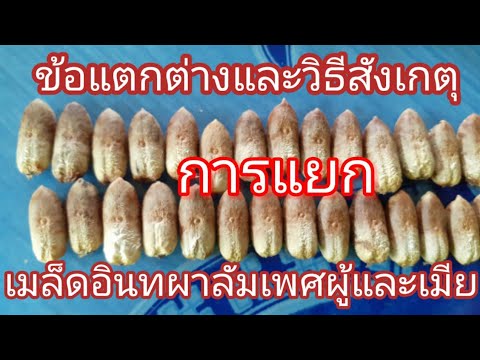 วิธีแยกเพศอินทผาลัม--จากเมล็ด- วิธีแยกเพศอินทผาลัม--จากเมล็ด-