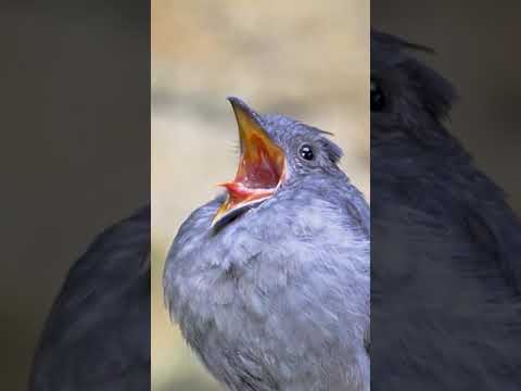 Suara burung 🐦 untuk menarik burung #burung #viral